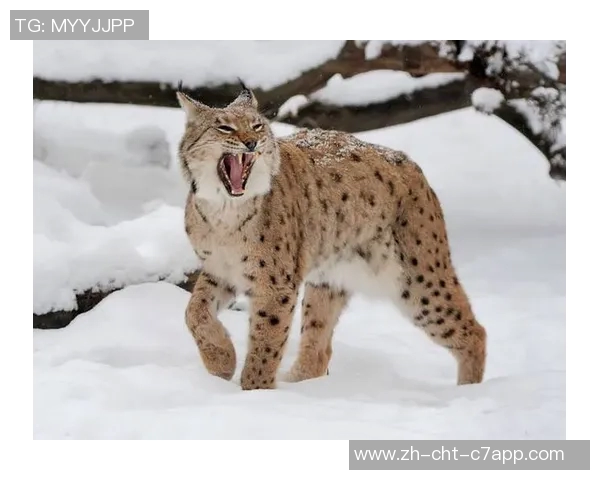 山猫与灰熊的巅峰对决谁将成为森林之王的传奇故事